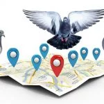 الگوریتم کبوتر گوگل و تاثیر بر روی سئو سایت